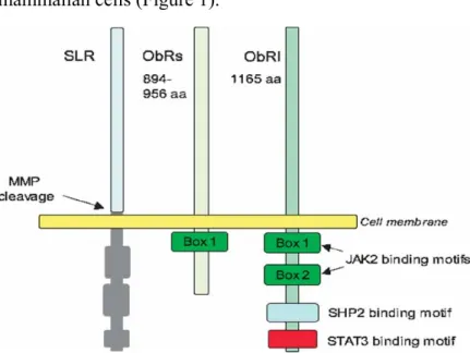 Figure 1. Schematic representation of leptin receptors, ObRs (short form) ObRl (long  form)
