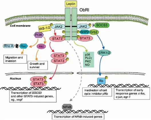 Figure 2. ObRl stimulates a broad spectrum of intracellular signaling pathways. 