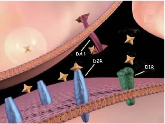 Figure 3: Dopaminergic Synapse and Synaptic Neurotransmission: DA binds D1 and D2R 