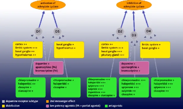 Figure 4. Dopamine receptor subtypes. There are two types of dopamine receptor, D1-