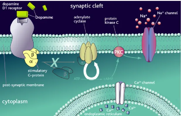 Figure 6.  Dopamine D1 receptor. DA  binds D1 receptor and leads the activation of the 