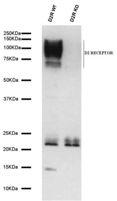 Figure 10: Generation of a specific antibody against D2R. I raised a mouse monoclonal 