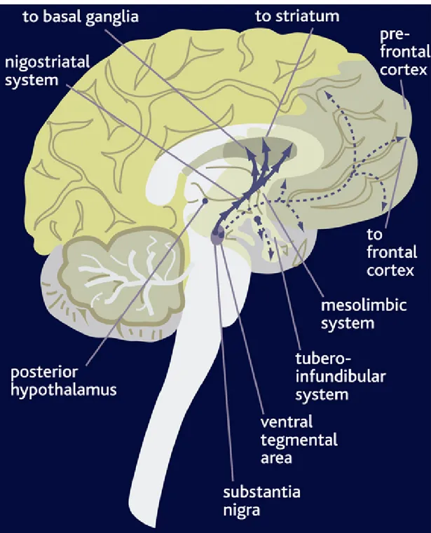 Figure 1. The nigrostriatal and mesolimbic dopamine tracts