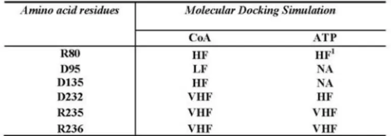 Table 5. Molecular Docking of CoA and ATP interactions with ANT amino acid residues.  With the program Patch-Doc® twelve simulations have been carried out and the percentage of interactions of the  binding region of the BTADT1-CATR complex respect to the b
