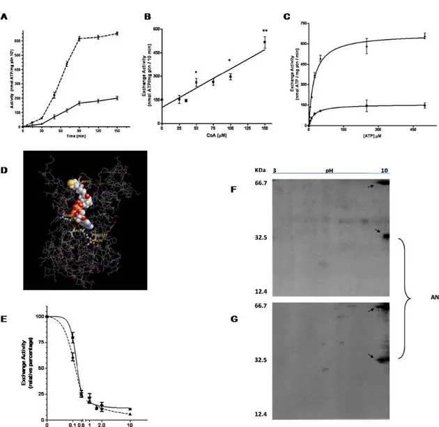 Figure . (A) Exchange activity of ANT  from rat liver mitochondria pre-incubated in 50 mM sucrose, 100 mM Tris-HCl,  10 mM ATP, 27 mM MgCl2, pH 7.4 (control buffer ■) and in the same buffer supplemented with 150 µM CoA (▲) at  37 °C, for the indicated time