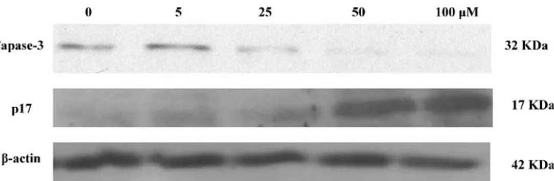 Fig. 4 Effect of ferulic acid and its esters on cytochrome c  re-lease from TM-3 cells