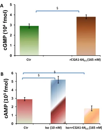 Fig.  11:Variazioni  delle  concentrazioni  intracellulari  di  A)  cGMP  in  cuori  trattati  con  rCga1-64 S-S   rispetto  al 