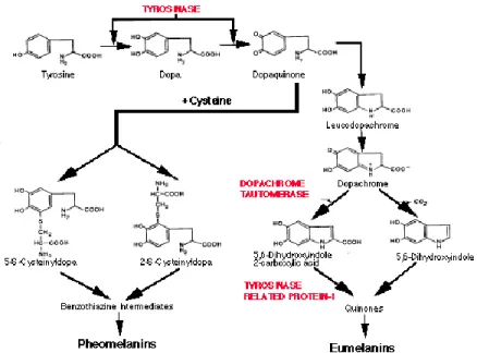 Figura 4: Processo biochimico per la produzione di melanina 