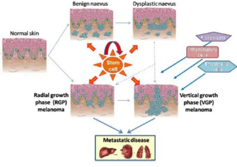 Figura 5: Modello di Clark e teoria delle cellule staminali 