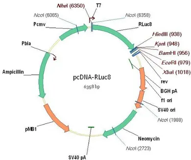 Figura 13: Mappa del vettore PCDNA 3.1 