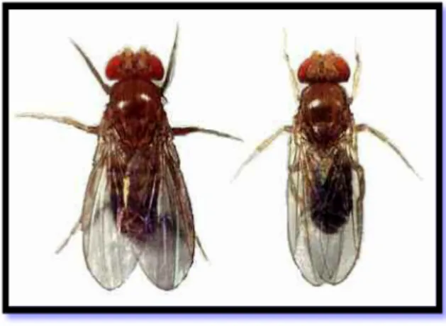 Fig. 10: Drosophila melanogaster.  A sinistra una femmina, a destra   un maschio. 