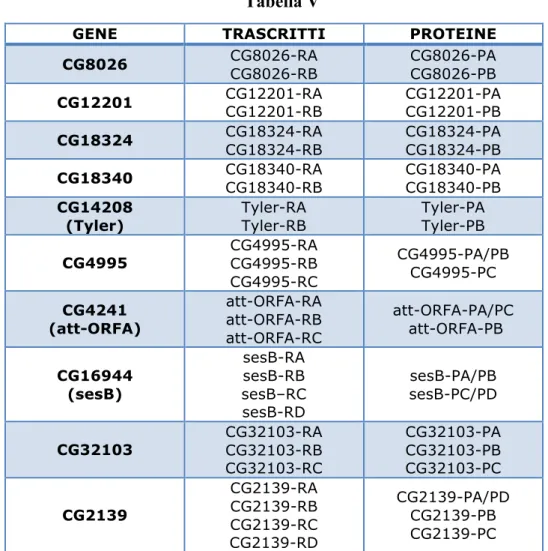 Tabella I. La tabella mostra i geni che codificano per più proteine. I trascritti sono indicati con 