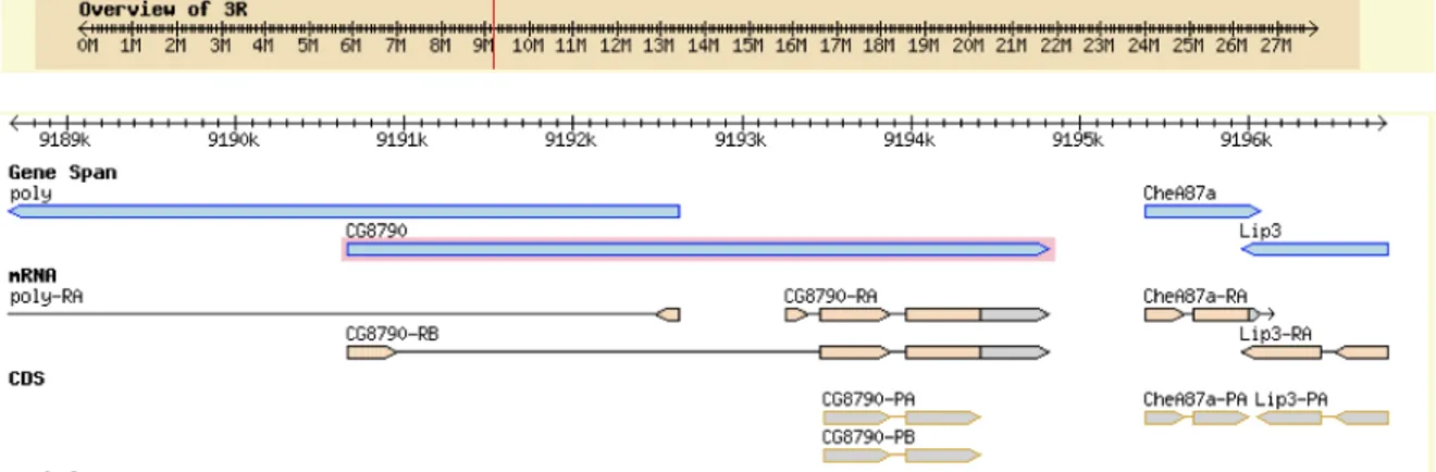 Fig. 15. Struttura del gene e dei prodotti genici di CG8790. 