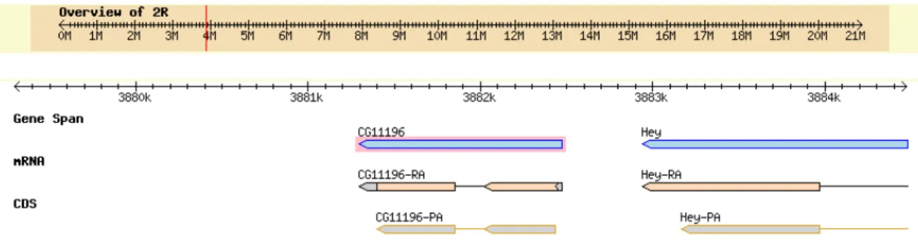 Fig. 16. Struttura del gene e dei prodotti genici di CG4323 codificante per DmDIC2. 