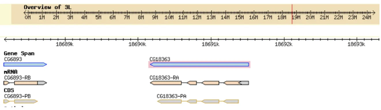 Fig. 18.  Struttura del gene e dei prodotti genici di CG11196 codificante per DmDIC3. 