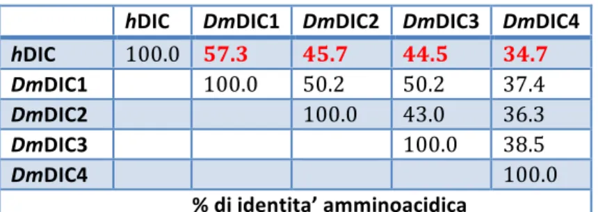 Fig. 22. Allineamento delle sequenze DmDIC4 con hDIC. 