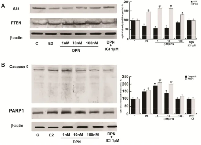 FIG. 13: DPN potentiates the effect of E2 in human seminoma cells 
