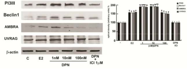 FIG. 15: DPN potentiates the effect of E2 on autophagy in human seminoma cells 
