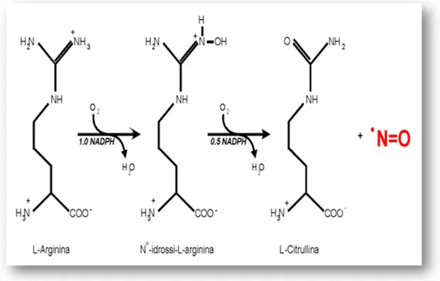 Figura  5.  Schema  della  reazione  di  ossidazione  catalizzata  dalle  NOS.  La  NOS  usa  O 2   che  viene  ridotto  dagli  elettroni  forniti  dal 