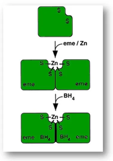 Figura  6.  Dimerizzazione  della  NOS.  I  due  monomeri  che 