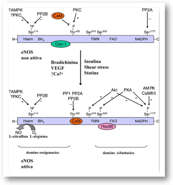 Figura 7. Regolazione dell’attività della eNOS mediata da chinasi  e  fosfatasi.  L’attività  della  eNOS  è  coordinata  da  eventi  di 