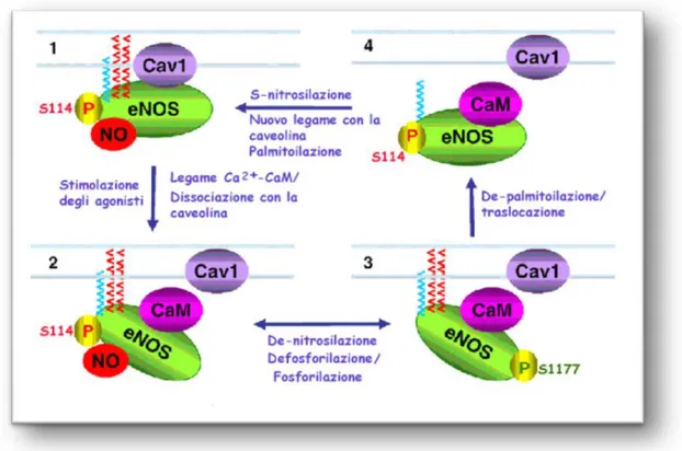 Figura  8.  Rapporto  dinamico  tra  la  nitrosilazione  e  le  principali  modificazioni post-traduzionali della eNOS