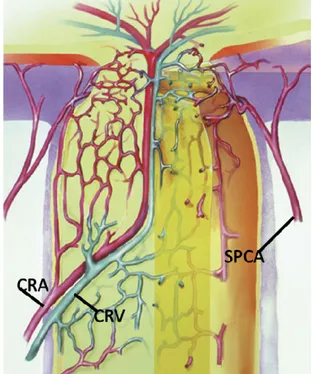 Figura 6.   Rappresentazione  schematica  del  flusso  sanguigno  del  nervo  ottico  e  della  testa  del  nervo ottico. CRA, arteria retinica centrale; CRV, vena retinica centrale; SPCA, arterie ciliari 