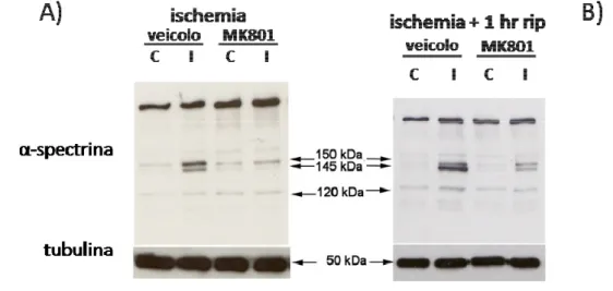 figura  mostra  un  esperimento  rappresentativo  dell’effetto  del  trattamento  intravitreale  con  MK801  sull’attivazione  della  calpaina  al  termine  dell’ischemia  (pannello  A)  o  dopo  1  ora  di  riperfusione  (pannello  B).  L’attività  della 