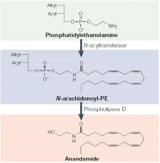 Figura  2.  Via  biosintetica  dell’anandamide.  L’aumento  della  concentrazione  intracellulare  del  calcio,  indotta  dall’attività  neuronale,  stimola  l’attività  della  N-aciltransferasi  che  catalizza  il  trasferimento  dell’acido  arachidonico 