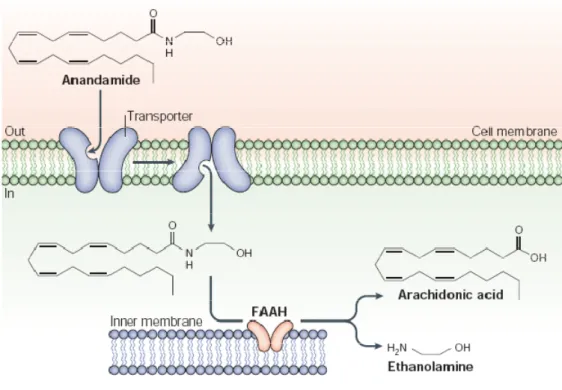 Figura  4. Meccanismi di inattivazione degli endocannabinoidi. Anandamide e 2-AG sono internalizzati  dai  neuroni  tramite  un  meccanismo  di  trasporto  ad  alta  affinità,  chiamato  “trasportatore  degli  endcannaobinoidi”