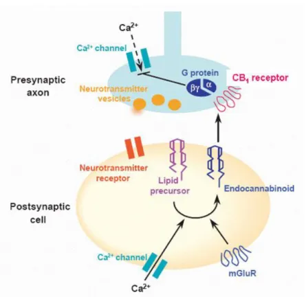 Figura  5.  Modello  dell’  attività  retrograda  dell’AEA.  La  depolarizzazione  pre-sinaptica  determina  l’igresso di Ca 2+  che, a sua volta, attiva l’esocitosi del glutammato; il glutammato diffonde nello spazio  sinaptico e attiva i recettori post-s