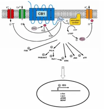 Figura  8.  Pathways  attivate  dalla  stimolazione  del  recettore  CB1.  L’attivazione  dei  recettori  CB1  innesca  una  serie  di  eventi  cellulari tipici delle proteine Gi/0 ad essi accoppiate che comprendono: chiusura dei canali al Ca 2+ , apertura