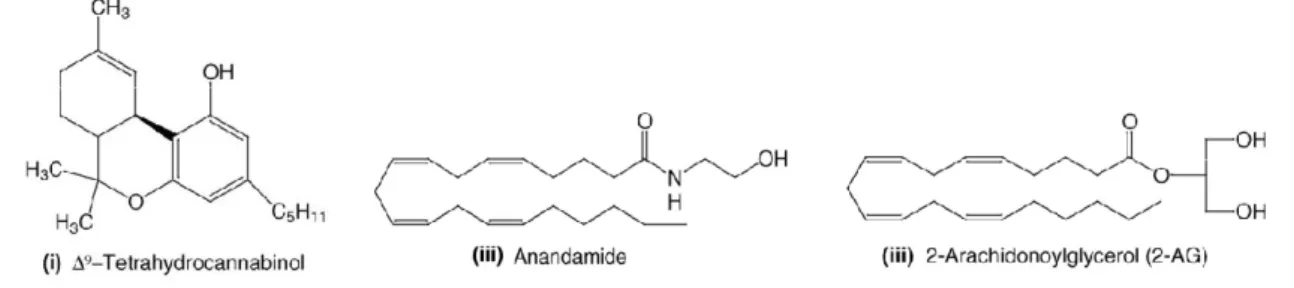 Figura 1. Struttura chimica del Δ9-THC (i), dell’AEA (ii), e del (iii) 2-AG. 