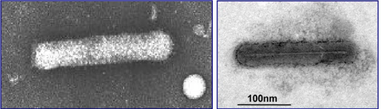 Fig. 13 Baculovirus al microscopio elettronico a trasmissione. 