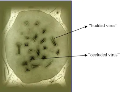 Fig. 14 “Budded virus” ed occluded virus visibili al microscopio elettronico. 