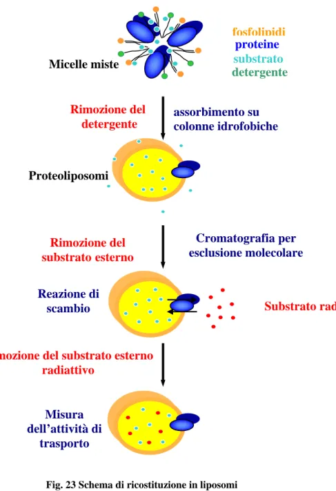 Fig. 23 Schema di ricostituzione in liposomi 