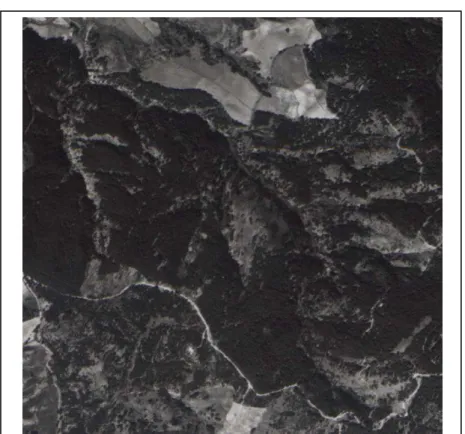Fig. 4.21 – Dalla foto aerea del 1984: si vede come gli effetti del  rimboschimento si dimostrino sostanzialmente stabili
