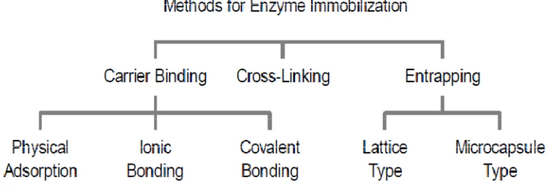 Fig 1.8 :  Classification of enzyme immobilization techniques 