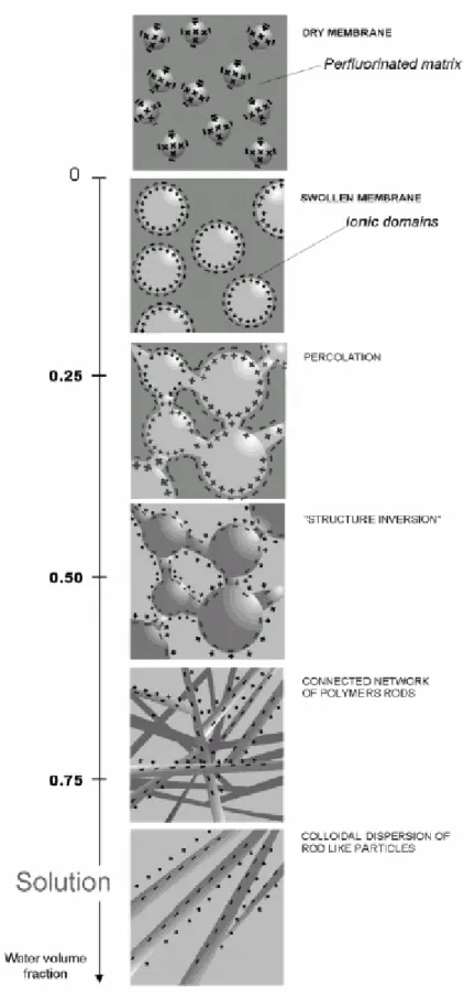 Figure 12. Conceptual model describing the morphological reorganization of the ionic domains in 