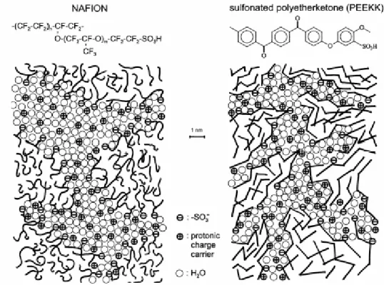 Figure  13. Comparison of the microstructure of the hydrated Nafion and a sulfonated PEEKK (from 