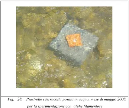 Fig.   28.  Piastrelle i terracotta posata in acqua, mese di maggio 2008,    per la sperimentazione con  alghe filamentose  
