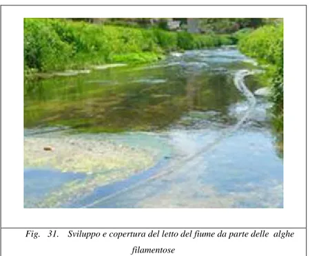 Fig.   31.  Sviluppo e copertura del letto del fiume da parte delle  alghe  filamentose  