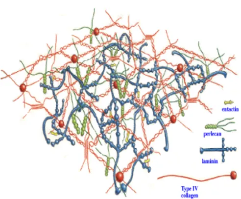 Fig 3 Extracellular matrix structure [Colonna S. et al., 2006] 