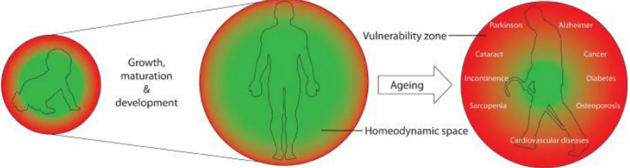 Figure 1.1 Representation the Homeodynamic.  