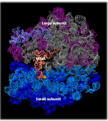 Figure 2.1 Ribosome structure  