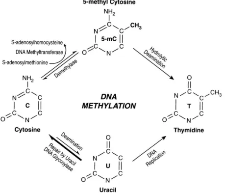 Figure  2.4  Schematic  representation  of  the  biochemical  pathways  for  cytosine  methylation, demethylation and mutagenesis of cytosine and 5mC
