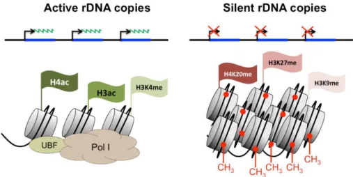 Figure 2.6 The two chromatin states of rDNA repeats.  