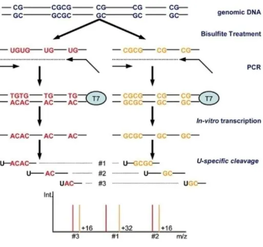 Figure 2.7 Schematic outline of the EpiTYPER process 