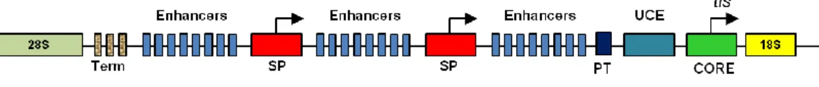 Figure 2.8 Basic structure of the regulator region of the eukaryotic rRNA genes. 