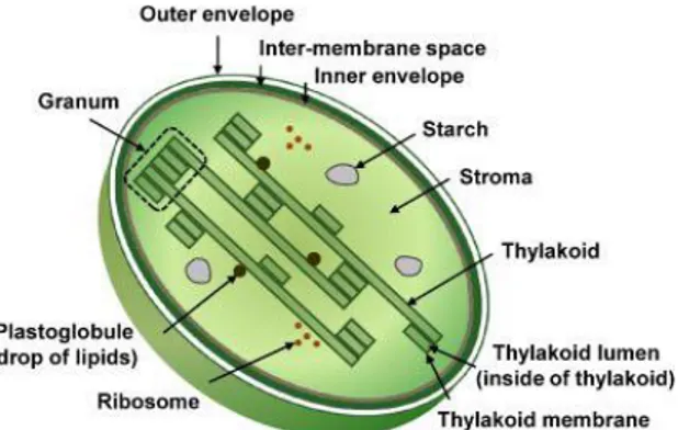 Fig. 8 The chloroplast. This plastid type 